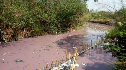 Sungai Ciberes di Desa Gebang Kulon, Kecamatan Gebang, Kabupaten Cirebon, Jawa Barat, keruh dan berwarna pink. (Foto: Medcom.id/Rofahan)