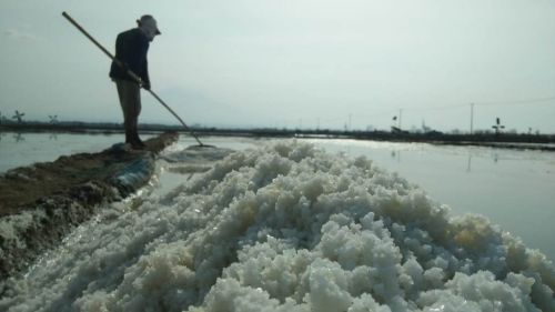 Petani garam di Cirebon, Jawa BArat. (Foto: Medcom.id/Rofahan)