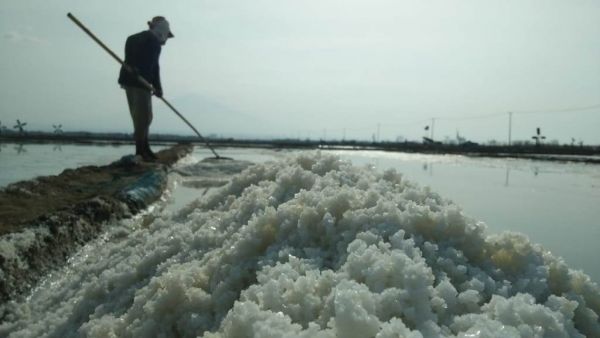 Garam Petani di Cirebon Tak Laku