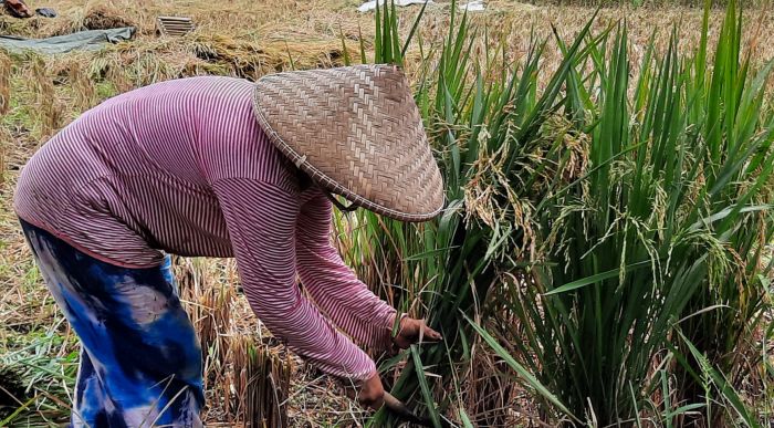 Seorang petani di Desa Selajambe, Kecamatan Sukalayu, Kabupaten Cianjur, Jawa Barat, sedang memanen padi, Minggu, 14 Maret 2021. MI/Benny Bastiandy