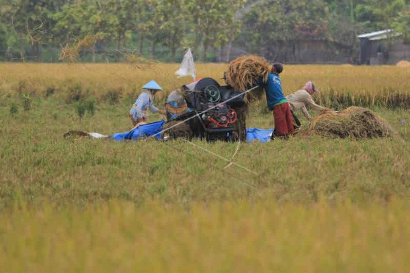 Petani memanen padi di areal sawah desa Pabean udik, Indramayu, Jawa Barat, Sabtu, 20 Maret 2021/ Antara (Dedhez Anggara)