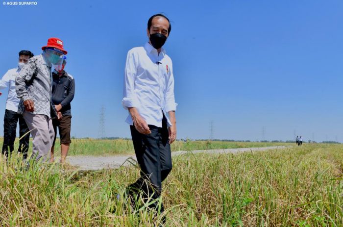 Jokowi tinjau proses panen raya di Desa Wanasari, Indramayu, Jawa Barat. Foto: Istana Kepresidenan.