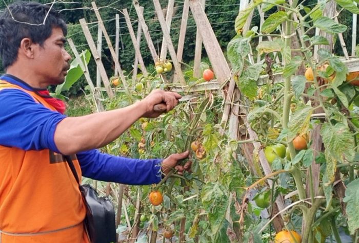 Kisah Pilu Petani Lembang, Hasil Panen Tomat Anjlok