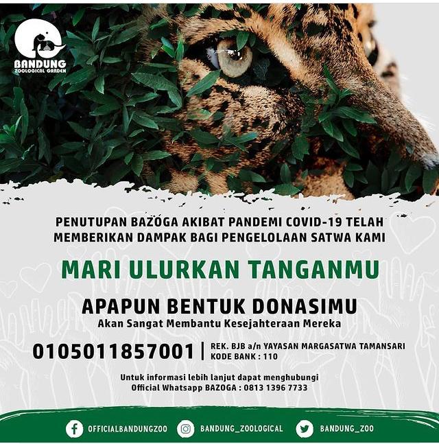 Sedih, Kebun Binatang Bandung Relakan Rusa Demi Keberlangsungan Hidup Harimau