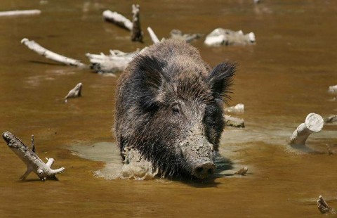 Babi hutan Indonesia kini menginvasi ke Malaysia. Foto: The Star