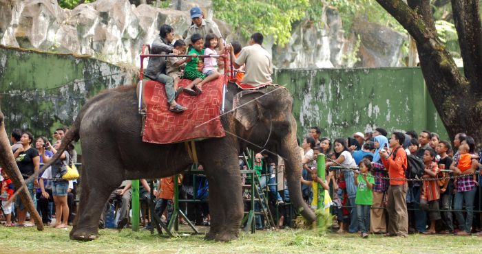 Stop Tunggangi Gajah! Ini Penderitaan yang Mereka Rasakan