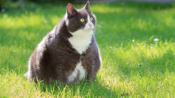 Meskipun Terlihat Lucu, Jangan Biarkan Kucing Peliharaan Alami Obesitas