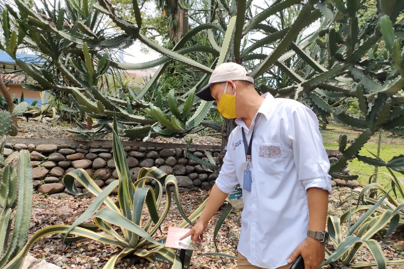 Kepala Konservasi PT MRN Junaedi saat menunjukkan KTP Pohon tanaman Meksiko Kebun Raya Bogor, Rabu (6/10/2021). (ANTARA/Linna Susanti)