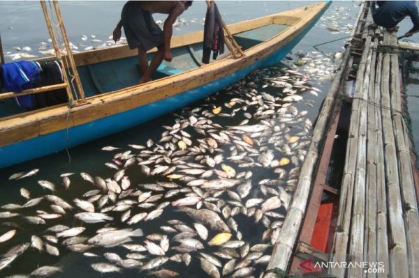 Sebanyak 200 Ton Ikan di Waduk Jangari Cianjur Mati Mendadak, Begini Penjelasannya