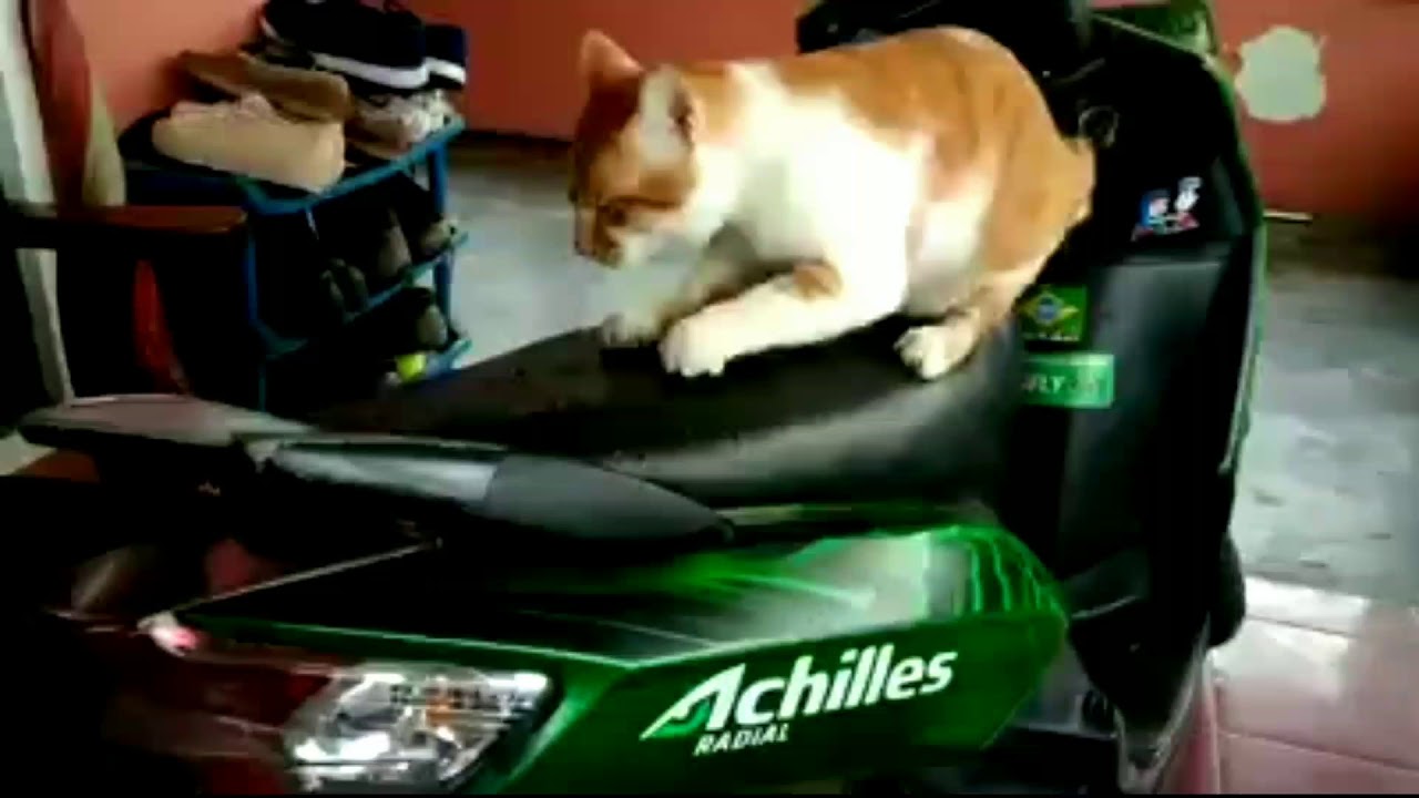 Si Kucing Suka Mencakar Jok Motor? Ini Tips Cara Mencegahnya