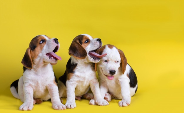 5 Alasan Anjing Suka Makan Kotoran
