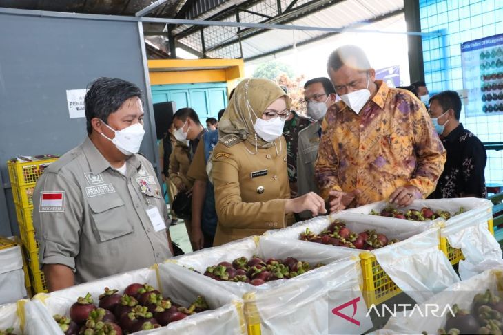 3,5 Ton Manggis Purwakarta Tembus ke Pasar China