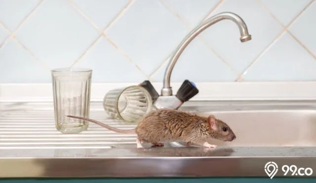 Ilustrasi tikus di atas wastafel. Foto: 99.co