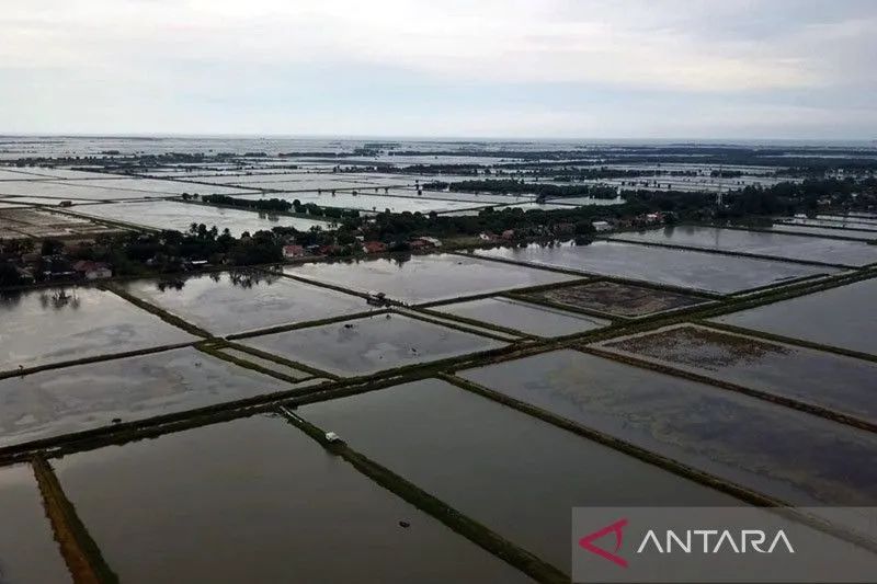 Kolam budidaya Ikan Nila Salin di Desa Sedari, Kabupaten Karawang, Jawa Barat. Foto: Antara/HO-KKP/am