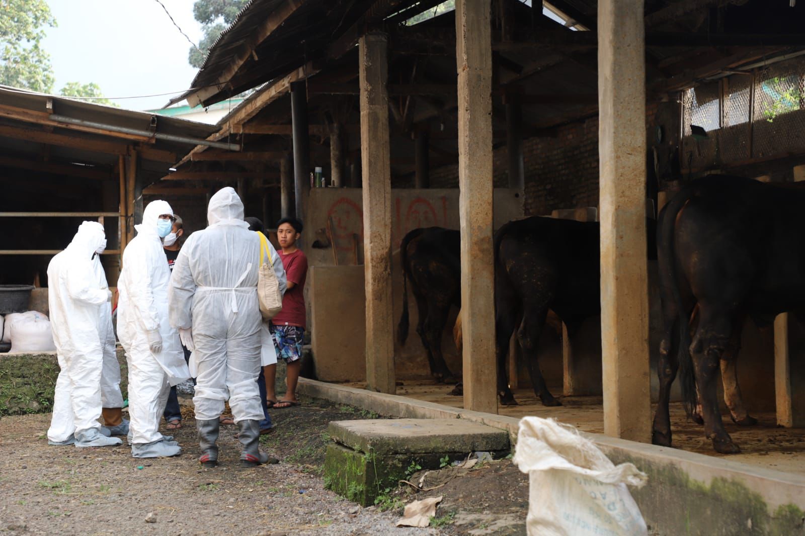 Kabar Buruk! 381 Sapi di Garut Terinfeksi Penyakit Mulut dan Kuku