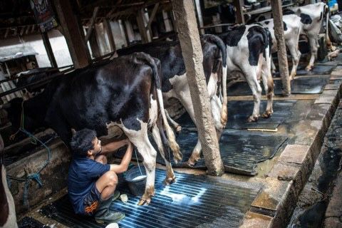 Ilustrasi industri sapi perah. Foto: Antara/ Aprilio Akbar
