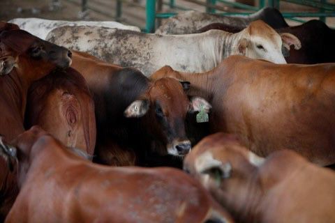 Pemkab Garut Tetapkan Wabah PMK sebagai Kejadian Luar Biasa