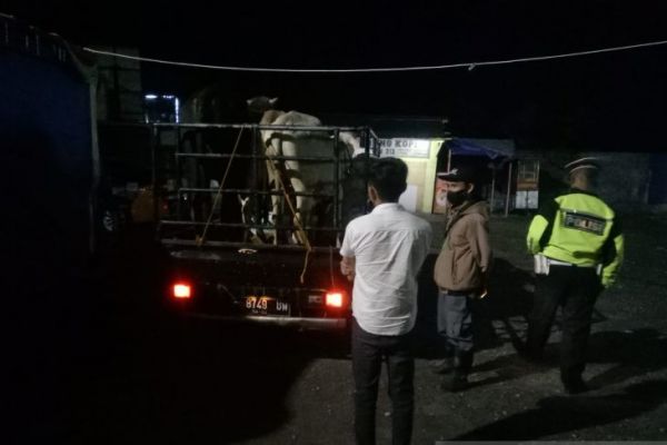Tanpa SKKH, Dua Mobil Bak Kendaraan Sapi Dilarang Masuk Sukabumi