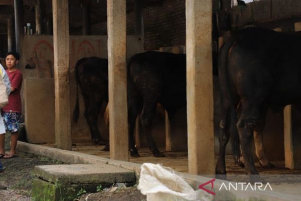 Sebagian Stok Sapi Potong di Kabupaten Bandung Diarahkan untuk Kurban