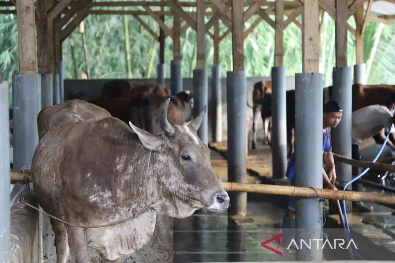 Petugas membersihkan kandang sapi di Kecamatan Selaawi, Kabupaten Garut, Jawa Barat, sebagai upaya mencegah penyebaran penyakit mulut dan kuku (PMK). Foto: Antara/HO-Diskominfo Garut