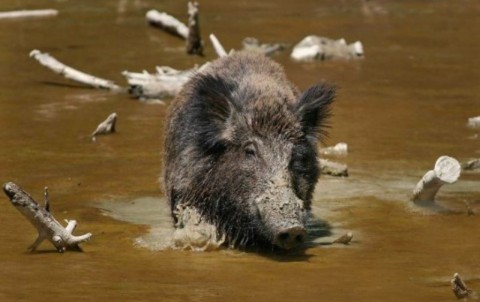 Babi hutan Indonesia (Foto: The Star)