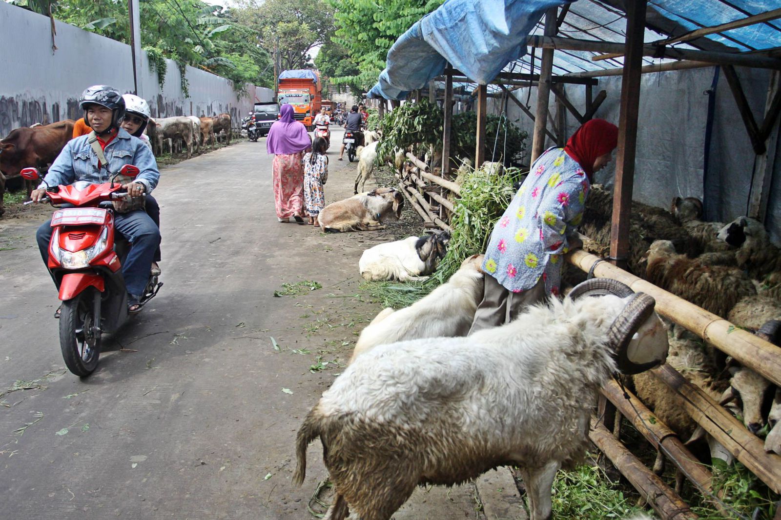 Ilustrasi penjual hewan kurban di pinggir jalan. Foto: Media Indonesia