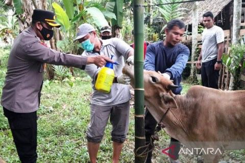 Petugas kepolisian membantu melakukan pengobatan terhadap ternak sapi miik petani yang terjangkit wabah PMK, di kawasan Kecamatan Arongan Lambalek, Aceh Barat, Sabtu, 18 Juni 2022. Foto: Antara/HO-Dok Humas Polres Aceh Barat