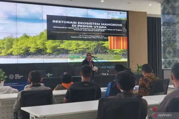 38 Ribu Hektare Hutan Mangrove di Pantura Jawa Barat Rusak