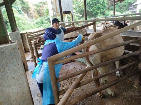 Peternak Cirebon Sukses Sembuhkan Ternak Terjangkit PMK dengan Jamu