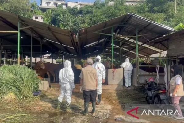 Kasus PMK di Bogor Menurun, Sisa 33 Sapi Pemulihan