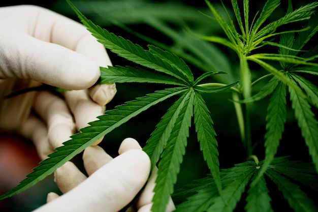 Ilustrasi tanaman ganja. Foto: Freepik.com