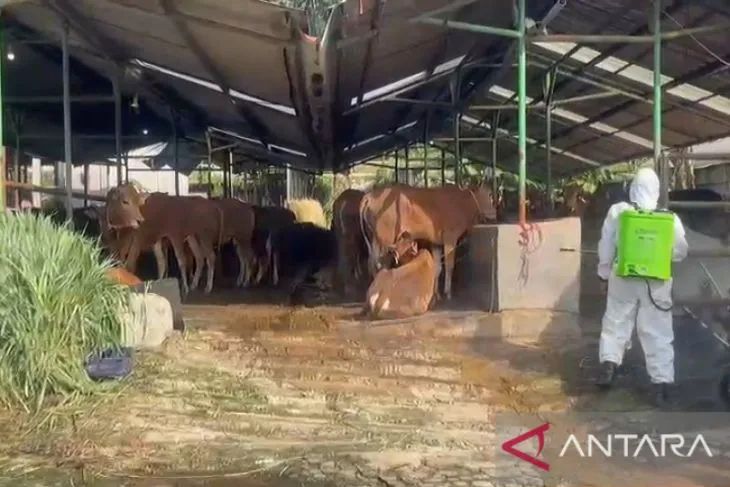 Sapi-sapi di kandang lingkungan Rumah Potong Hewan Bubulak. Foto: Antara/Linna Susanti