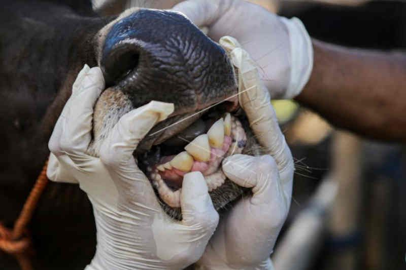 Petugas Dinas Ketahanan Pangan Kota Tangerang memeriksa mulut sapi di salah satu lokasi peternakan di Periuk, Kota Tangerang, Banten, Selasa (14/6/2022). ANTARA/Fauzan