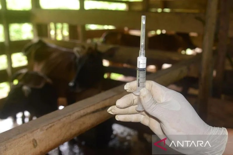 Dokter hewan Dinas Pertanian bersiap menyuntikan vaksin penyakit mulut dan kuku (PMK) tahap pertama untuk ternak sapi di kandang peternak Desa Blang Mane, Kabupaten Aceh Besar, Aceh, Selasa (26/7/2022). Pemerintah Aceh menyatakan, untuk tahap pertama suda