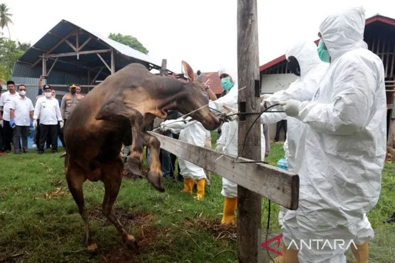 Arsip Foto - Petugas Satuan Tugas Penanganan Penyakit Mulut dan Kuku (Satgas PMK) melakukan penyuntikan vaksin terhadap sapi milik warga di Banda Aceh, Aceh, Jumat (29/7/2022). ANTARA FOTO/Irwansyah Putra/tom.