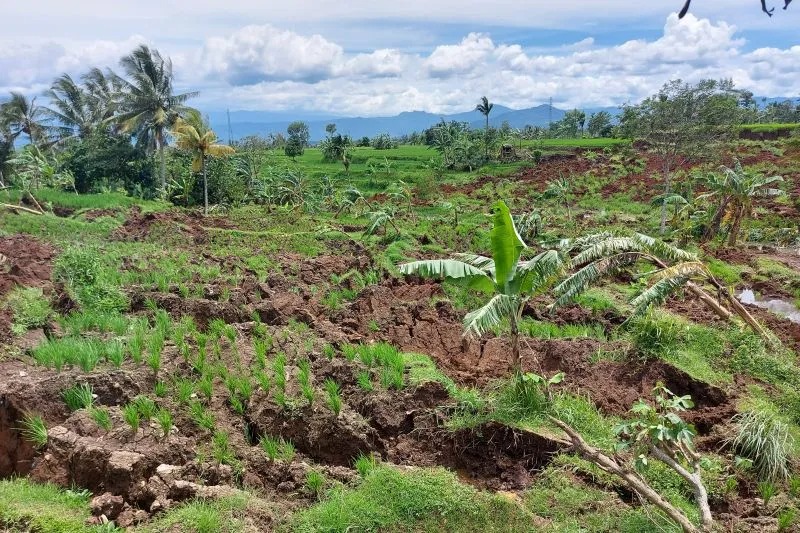 Kerusakan lahan sawah akibat gempa bumi bermagnitudo 5,6 di Kampung Rawacina, Kecamatan Cianjur, Kabupaten Cianjur Jawa Barat, Rabu (30/11/2022). (ANTARA/Andi Firdaus).