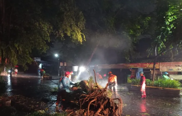 Pohon besar tumbang di depan La Isola Cafe, Dolce and Kitchen, Jalan Batutulis, Kecamatan Bogor Selatan pada Minggu (12/2/2023) pagi.   (ANTARA/Linna Susanti)