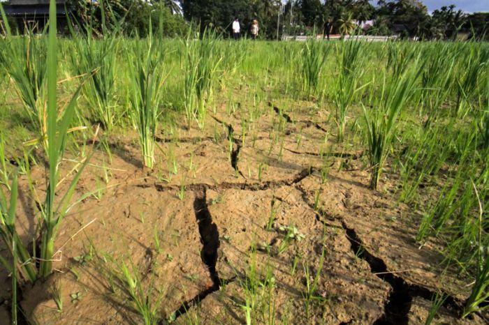 Wilayah Bandung Raya Diprediksi Terdampak El Nino