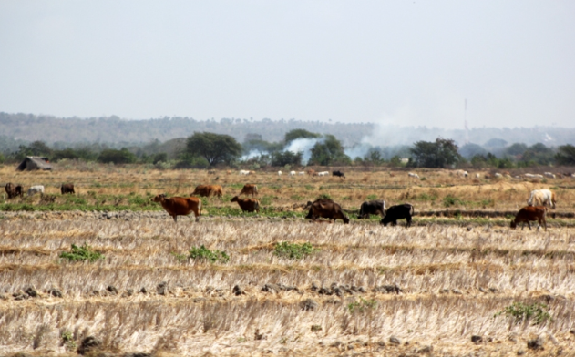 Petani Jabar Diimbau Percepat Musim Tanam untuk Hindari Dampak Kekeringan dan El Nino