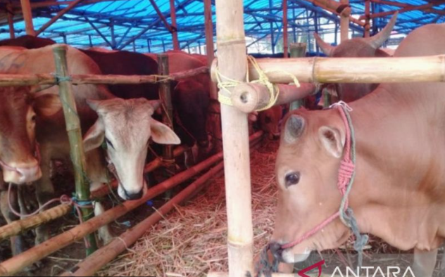 Peternak di Jabar Khawatir Penyakit Cacar pada Hewan Kurban Jelang Idul Adha