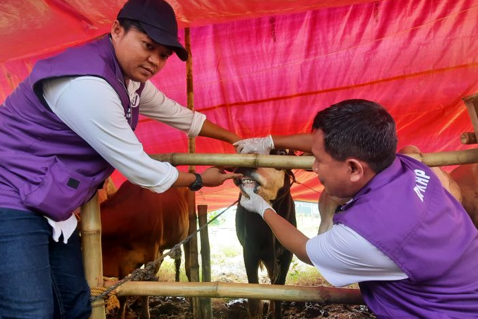 MI/BENNY BASTIANDY Pemeriksaan hewan kurban di Cianjur, Jawa Barat. 