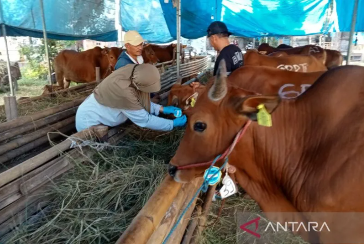 Petugas saat memeriksa hewan kurban di Cirebon, Jawa Barat, Kamis (22/6/2023). (ANTARA/Khaerul Izan)