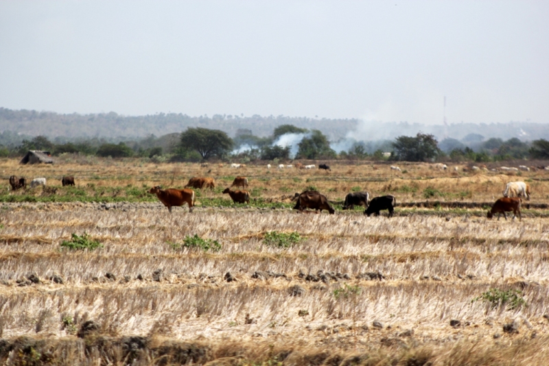 Pertanian di Jabar Dinilai Masih Aman dari Dampak Kekeringan EL Nino