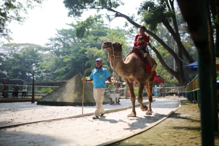 Petugas di Kebun Binatang Bandung (Bandung Zoological Garden) tengah menggiring gajah yang membawa pengunjung di Kebun Binatang Bandung, jalan Tamansari, Kota Bandung. (ANTARA/HO-Pemkot Bandung)