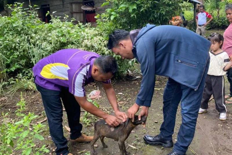 Petugas kesehatan hewan memberikan suntikan vaksin antirabies pada hewan penular rabies di Kabupaten Pasaman Barat, Provinsi Sumatera Barat, Minggu (16/7/2023). ANTARA/Atlas Maulana