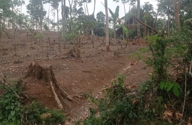 Pertanian ladang masyarakat Badui di pedalaman Kabupaten Lebak, Banten pada awal September 2023 memasuki gerakan tanam padi huma. ANTARA/Mansur