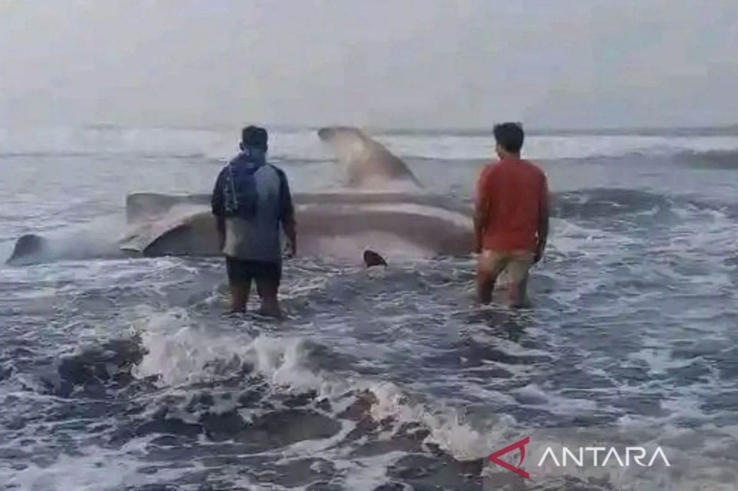 Warga di pesisir pantai selatan Cianjur, Jawa Barat, menemukan hiu paus tutul terdampar dalam kondisi mati, sehingga warga memotong dagingnya untuk di konsumsi, Jumat (8/9/2023).(ANTARA/Ahmad Fikri). (Ahmad Fikri)