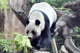 HU Chun panda raksasa koleksi Taman Safari Bogor. Media Indonesia