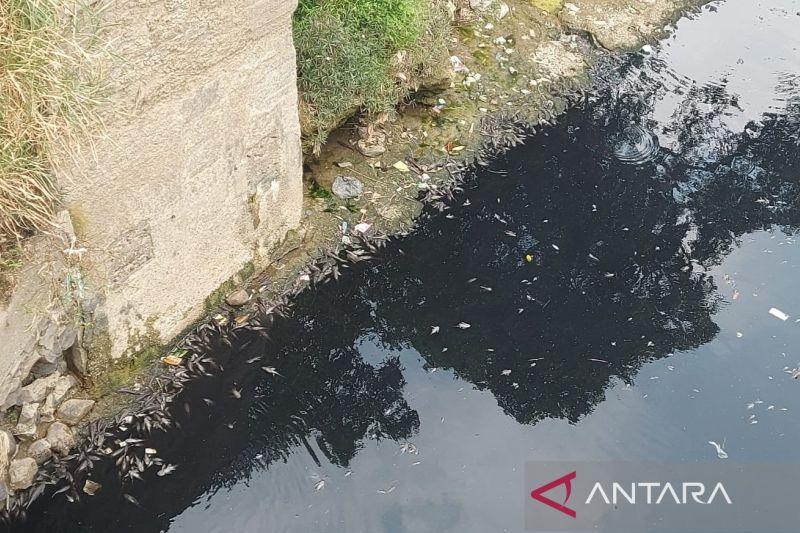 Tercemar, Sungai Cileungsi Berwarna Hitam dan Mengeluarkan Bau Tak Sedap