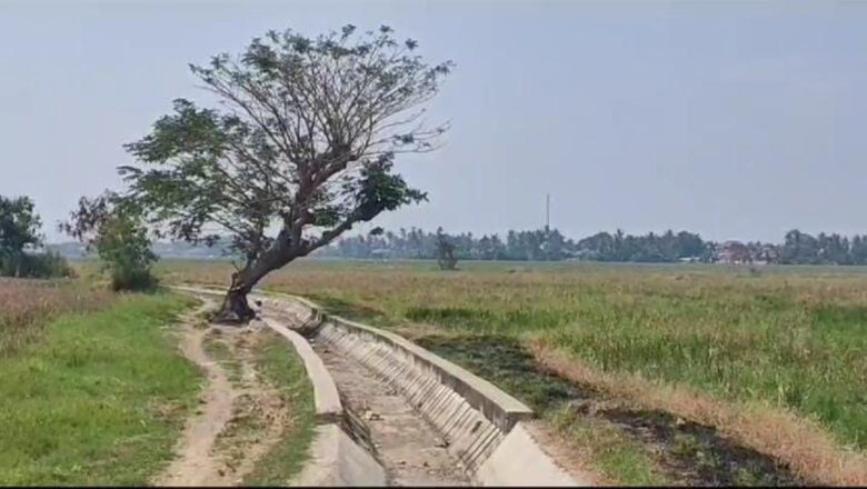 42 Hektar Sawah di Kabupaten Serang Gagal Panen Akibat El Nino